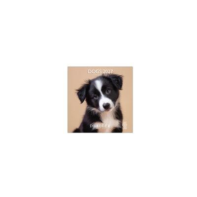 Draeger Calendario 2027 Grande Perros Draeger Calendario 2027 Grande Perros