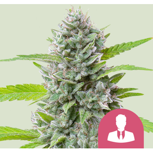Royal Queen Seeds Semillas de Cannabis El Patron Feminizadas 5 piezas Royal Queen Seeds Semillas de Cannabis El Patron Feminizadas 5 piezas