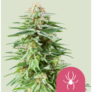 Royal Queen Seeds White Widow Feminizadas - Semillas de Cannabis Royal Queen Seeds White Widow Feminizadas - Semillas de Cannabis