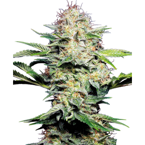 Sensi Seeds Semillas Skunk Automático Feminizadas Sensi Seeds Semillas Skunk Automático Feminizadas