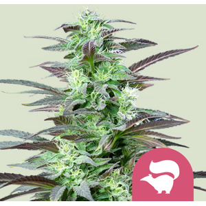 Royal Queen Seeds Skunk XL Feminizadas - Semillas Royal Queen Seeds Skunk XL Feminizadas - Semillas