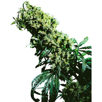 Semillas de cannabis Northern Lights #5 X Haze Feminizadas - Alta Producción Semillas de cannabis Northern Lights #5 X Haze Feminizadas - Alta Producción