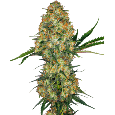 Semillas de Hindu Kush Feminizadas de Sensi Seeds - 3-10 uds. Semillas de Hindu Kush Feminizadas de Sensi Seeds - 3-10 uds.