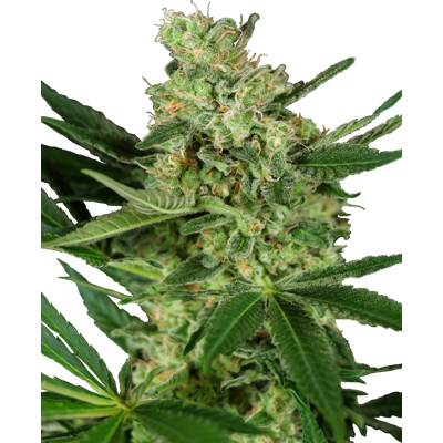 Semillas de cannabis Pumpkin Spice Feminizadas - Sensi Seeds Semillas de cannabis Pumpkin Spice Feminizadas - Sensi Seeds
