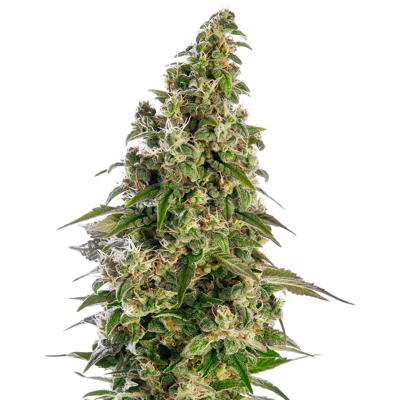 Sensi Seeds Semillas de Afghani #1 Automatic® Feminizadas, 3-10 uds. 10 unidades Sensi Seeds Semillas de Afghani #1 Automatic® Feminizadas, 3-10 uds. 10 unidades