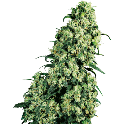 Sensi Seeds Skunk #1 Regular - semillas de cannabis Sensi Seeds Skunk #1 Regular - semillas de cannabis