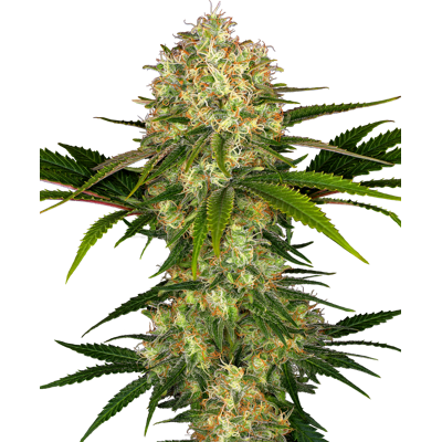 Sensi Seeds Semillas de Afghani #1® Feminizadas, 3-10 uds. 10 unidades Sensi Seeds Semillas de Afghani #1® Feminizadas, 3-10 uds. 10 unidades