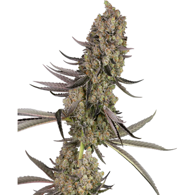 Sensi Seeds Semillas de Vlad the Inhaler Feminizada 10+4 piezas Sensi Seeds Semillas de Vlad the Inhaler Feminizada 10+4 piezas