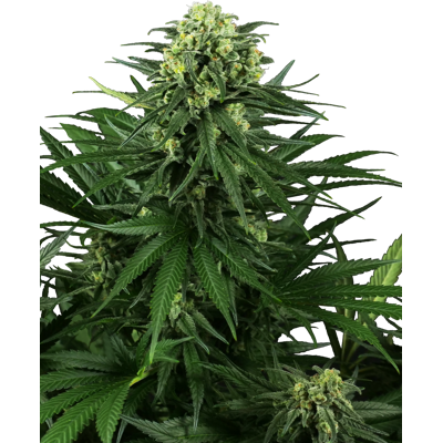 Semillas de cannabis Honey Melon Kush Feminizadas - Sensi Seeds Semillas de cannabis Honey Melon Kush Feminizadas - Sensi Seeds