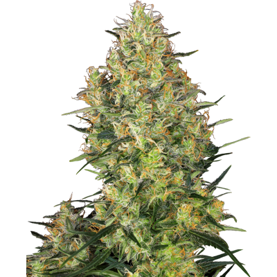 Sensi Seeds Shiva Skunk - Híbrido Indica, Compacto, 10 Unidades Sensi Seeds Shiva Skunk - Híbrido Indica, Compacto, 10 Unidades