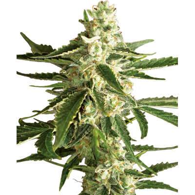 Sensi Seeds Semillas de White Diesel Automatic Feminizadas de White Label, 3-10 uds. 5 piezas Sensi Seeds Semillas de White Diesel Automatic Feminizadas de White Label, 3-10 uds. 5 piezas