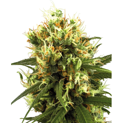 Sensi Seeds Semillas de White Automatic Feminizadas de White Label, 3-10 uds. 10 unidades Sensi Seeds Semillas de White Automatic Feminizadas de White Label, 3-10 uds. 10 unidades