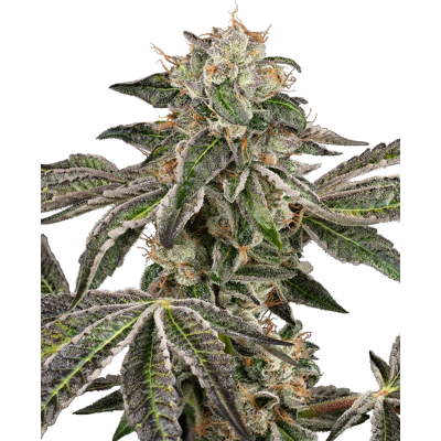 Sensi Seeds Seeds Runtz Automatic Autofloreciente 10+4 piezas Sensi Seeds Seeds Runtz Automatic Autofloreciente 10+4 piezas
