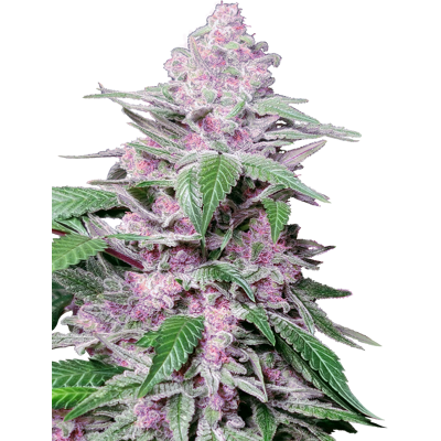Sensi Seeds Purple Cookie Kush Feminized - Semillas de Cannabis - 3 a 10 Unidades Sensi Seeds Purple Cookie Kush Feminized - Semillas de Cannabis - 3 a 10 Unidades