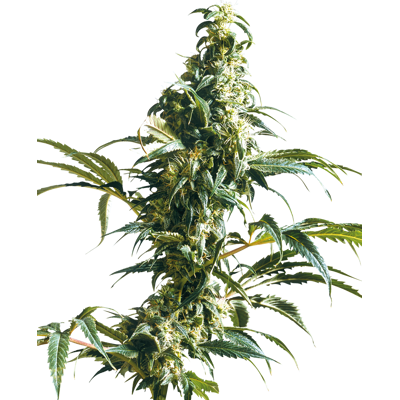 Sensi Seeds Semillas de Mexican Sativa® Feminizadas, 3-10 uds. 10 unidades Sensi Seeds Semillas de Mexican Sativa® Feminizadas, 3-10 uds. 10 unidades