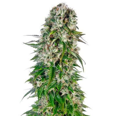 Sensi Seeds Big Bud Automatic - Altos Cosechas, 80% Índica Sensi Seeds Big Bud Automatic - Altos Cosechas, 80% Índica