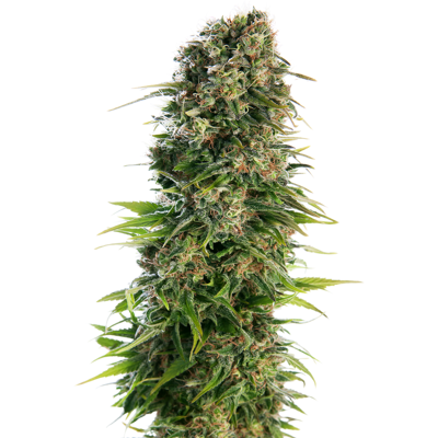 Sensi Seeds Semillas de Hindu Automatic® Feminizadas, 3-10 uds. 10 unidades Sensi Seeds Semillas de Hindu Automatic® Feminizadas, 3-10 uds. 10 unidades