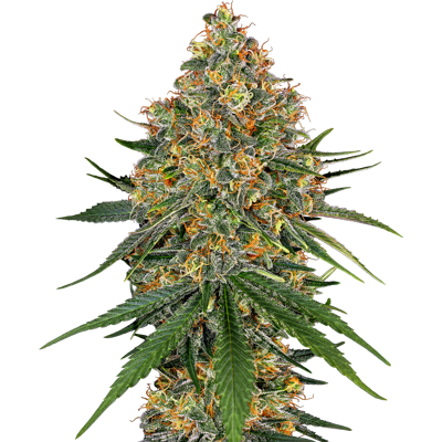 Sensi Seeds Semillas de White Cheese Feminizadas de White Label, 3-10 uds. 10 unidades Sensi Seeds Semillas de White Cheese Feminizadas de White Label, 3-10 uds. 10 unidades