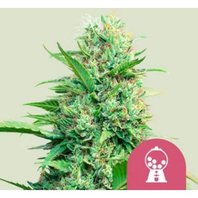 Royal Queen Seeds Pink Runtz Feminizadas - Semillas de Cannabis - Plantas Medianas Royal Queen Seeds Pink Runtz Feminizadas - Semillas de Cannabis - Plantas Medianas