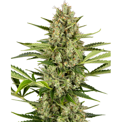 Sensi Seeds Semillas de Jack Herer Automatic Feminizadas, 3-10 uds 10 unidades Sensi Seeds Semillas de Jack Herer Automatic Feminizadas, 3-10 uds 10 unidades