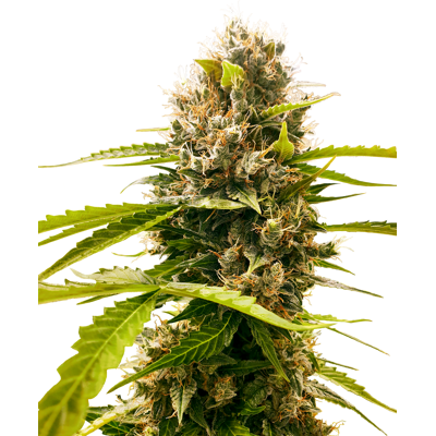Sensi Seeds Mandarin Punch Feminizadas - 60% indica, 40% sativa Sensi Seeds Mandarin Punch Feminizadas - 60% indica, 40% sativa