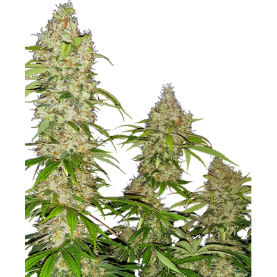 Sensi Seeds Banana Kush Cake Feminizadas - Semillas de Cannabis - 3-10 unidades Sensi Seeds Banana Kush Cake Feminizadas - Semillas de Cannabis - 3-10 unidades