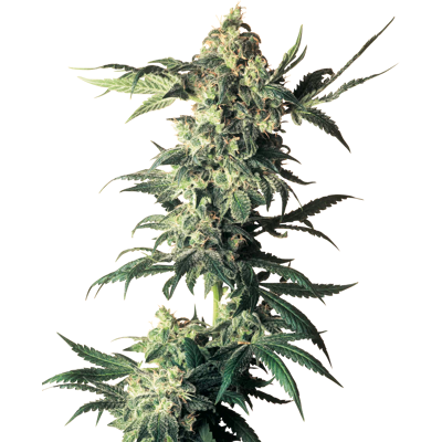 Semillas Feminizadas Northern Lights White Label - Cannabis - Índica Semillas Feminizadas Northern Lights White Label - Cannabis - Índica