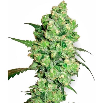 Semillas de cannabis Super Skunk Regular de White Label - Floración corta Semillas de cannabis Super Skunk Regular de White Label - Floración corta