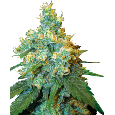 Semillas de Cannabis Jack Herer de Sensi Seeds - Híbrido Balanceado Semillas de Cannabis Jack Herer de Sensi Seeds - Híbrido Balanceado