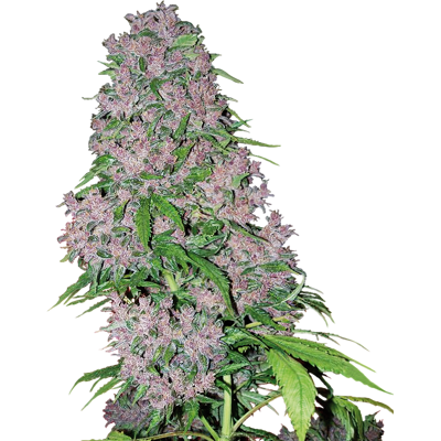 Semillas de Cannabis Purple Bud Feminizadas - Alta Producción, Ciclo Corto Semillas de Cannabis Purple Bud Feminizadas - Alta Producción, Ciclo Corto
