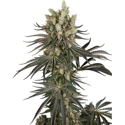Sensi Seeds Seeds Slam Dank Feminizada 3+1 piezas Sensi Seeds Seeds Slam Dank Feminizada 3+1 piezas