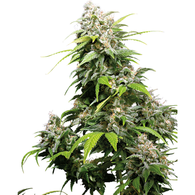 Sensi Seeds Semillas de California Indica® Feminizadas, 3-10 uds. 10 unidades Sensi Seeds Semillas de California Indica® Feminizadas, 3-10 uds. 10 unidades