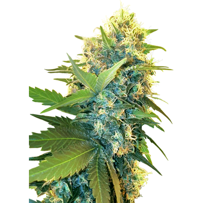Sensi Seeds Semillas Double Kush Cake Feminizadas - Semillas de cannabis Sensi Seeds Semillas Double Kush Cake Feminizadas - Semillas de cannabis