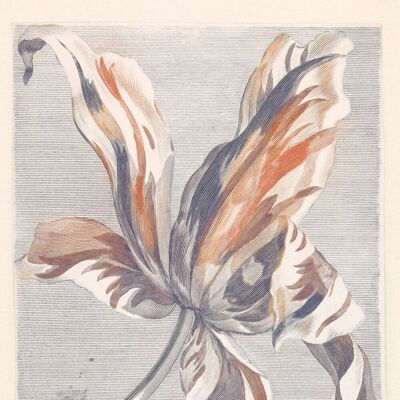 Eijffinger - Panel Tulip Teyler - Panel de pared Eijffinger - Panel Tulip Teyler - Panel de pared