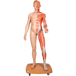 Figura humana corporal completa de doble sexo (Desmontable en 39 piezas)