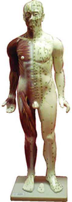 Cuerpo Humano Masculino (Fibra 84 cm) Cuerpo Humano Masculino (Fibra 84 cm)