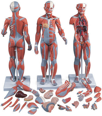 Figura Femenina Completa con Músculos y desmontable en 21 piezas Figura Femenina Completa con Músculos y desmontable en 21 piezas