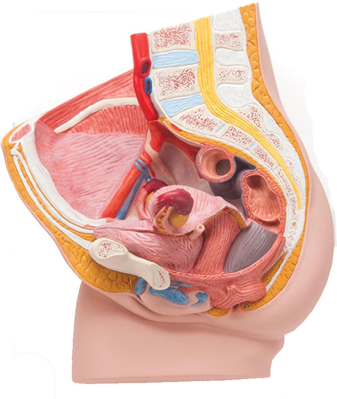 Modelo Anatómico Pelvis Femenina (dos piezas) Modelo Anatómico Pelvis Femenina (dos piezas)