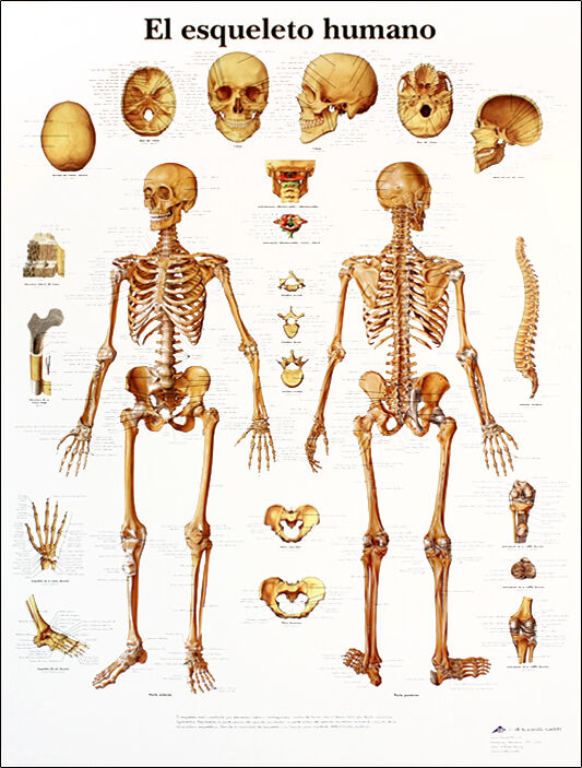 Lámina de anatomía: Esqueleto humano