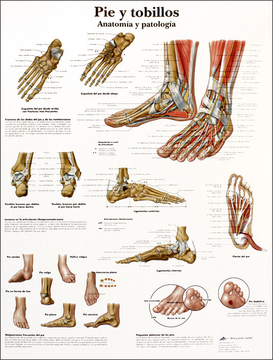 Lámina de anatomía: Pie y tobillos Lámina de anatomía: Pie y tobillos