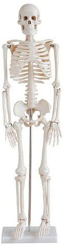 Mini Esqueleto Articulado (tamaño 85 cm): brazos y piernas desmontables Mini Esqueleto Articulado (tamaño 85 cm): brazos y piernas desmontables