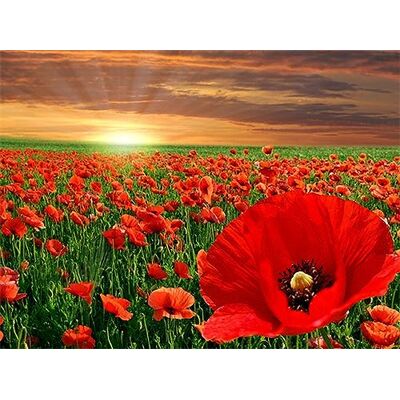 PRACHT Creatives Pintura de Diamantes Amapolas - Kit de Diamantes PRACHT Creatives Pintura de Diamantes Amapolas - Kit de Diamantes