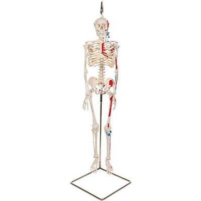 3B Scientific ® Esqueleto Mini “Shorty” – Esqueleto Humano de Media Escala de con Pintura Muscular & Cráneo de 3 Partes en Soporte Colgante + Smart Anatomy App (Garantía de 5 Años) 3B Scientific ® Esqueleto Mini “Shorty” – Esqueleto Humano de Media Escala de con Pintura Muscular & Cráneo de 3 Partes en Soporte Colgante + Smart Anatomy App (Garantía de 5 Años)