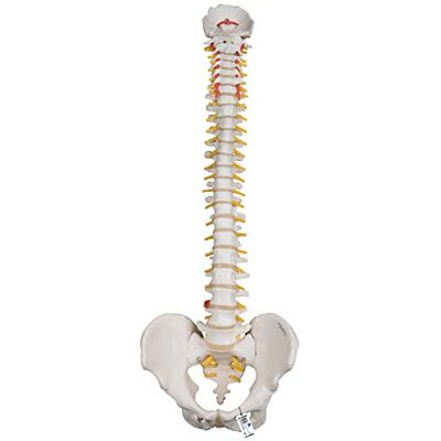 3B Scientific ® Columna Vertebral Flexible para Uso Intensivo – Modelo Anatómico Humano a Tamaño Real + Smart Anatomy App (Garantía de 5 Años) 3B Scientific ® Columna Vertebral Flexible para Uso Intensivo – Modelo Anatómico Humano a Tamaño Real + Smart Anatomy App (Garantía de 5 Años)
