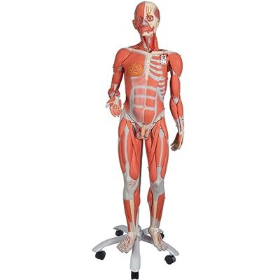 3B Scientific Figura con Músculos de Doble Sexo Desmontable En 45 Piezas + App de anatomía gratuita 3B Smart Anatomy 3B Scientific Figura con Músculos de Doble Sexo Desmontable En 45 Piezas + App de anatomía gratuita 3B Smart Anatomy