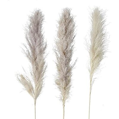 Boltze Hierba Decorativa (3 Ramas, Longitud Aprox. 100 cm, decoración para Sala de Estar/Dormitorio, Acabado, Hierba de Pampas Natural, decoración Bohemia, Hierba de cañas) Boltze Hierba Decorativa (3 Ramas, Longitud Aprox. 100 cm, decoración para Sala de Estar/Dormitorio, Acabado, Hierba de Pampas Natural, decoración Bohemia, Hierba de cañas)