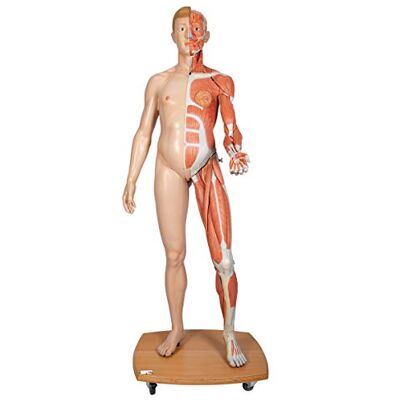 3B Scientific Figura Corporal Completa de Doble Sexo, 39 Partes + App de anatomía gratuita 3B Smart Anatomy 3B Scientific Figura Corporal Completa de Doble Sexo, 39 Partes + App de anatomía gratuita 3B Smart Anatomy