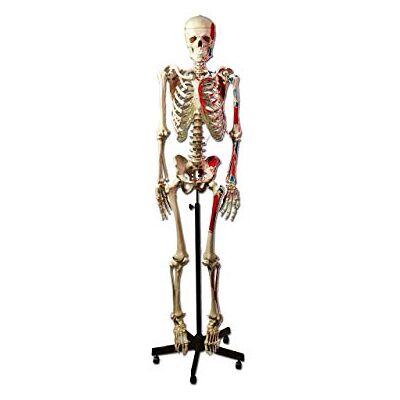 GIMA Modelo anatómico Esqueleto humano Masaje, sobre carrito, tamaño real, para didáctica, Universidad GIMA Modelo anatómico Esqueleto humano Masaje, sobre carrito, tamaño real, para didáctica, Universidad