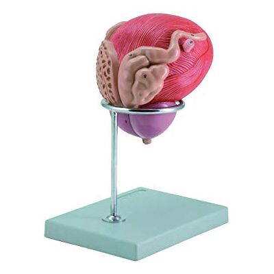 GIMA Vejilla anatómica macho con próstata (1 unidad) GIMA Vejilla anatómica macho con próstata (1 unidad)