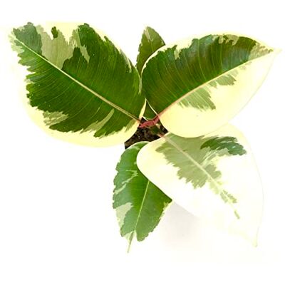 DECOALIVE Ficuas Tineke Ficus Elastica Natural Árbol Ideal para Decorar DECOALIVE Ficuas Tineke Ficus Elastica Natural Árbol Ideal para Decorar